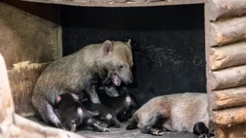 Štěňata psů pralesních v pražské zoo