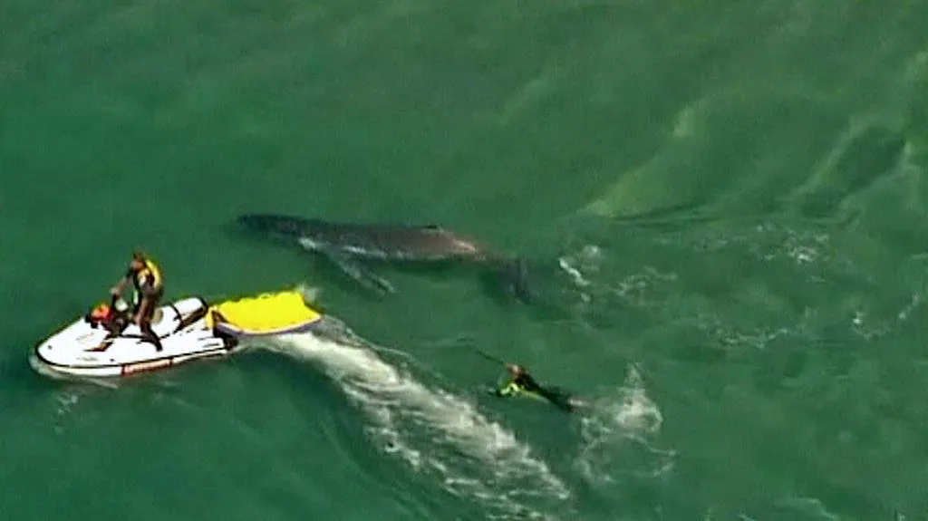 Australští záchranáři osvobodili uvízlé velrybí mládě