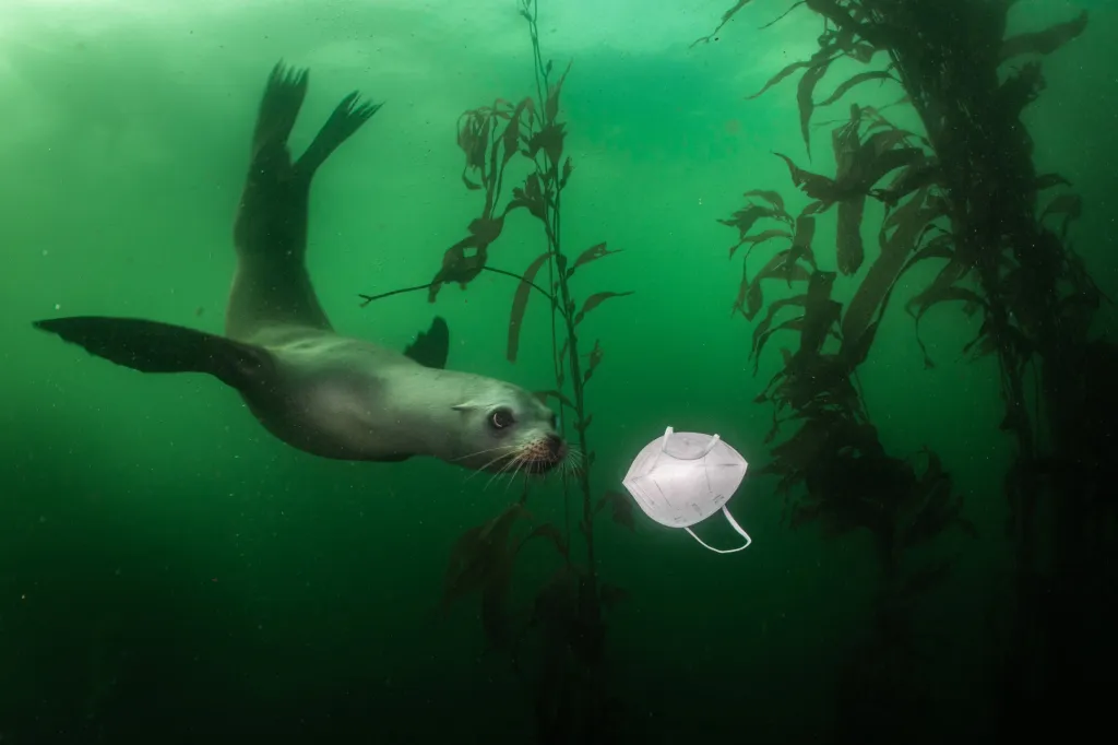 První místo v sekci Životní prostředí: Ralph Pace se snímkem California Sea Lion Plays with Mask (Kalifornský lachtan si hraje s rouškou)