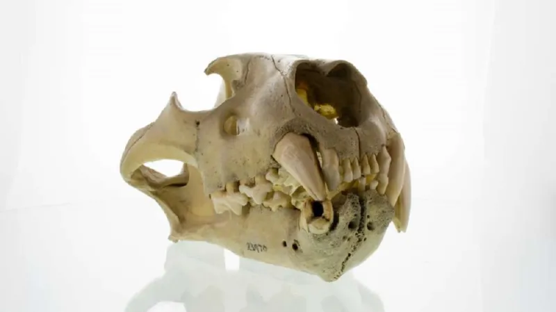 Lebka lvího lidožrouta z Tsava