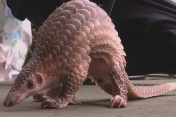 Analýza šupin může omezit pašování luskounů