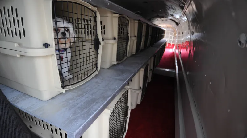 Domácí mazlíčci v letadle