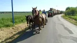 Koně na silnici