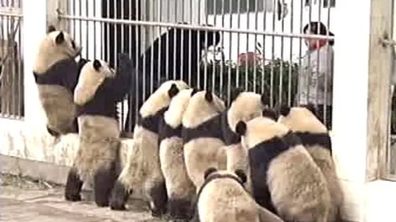 Mláďata pandy