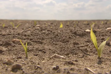 Sucho může v budoucnu stát za propadem tuzemské ekonomiky o 1,6 procenta, varují čeští vědci