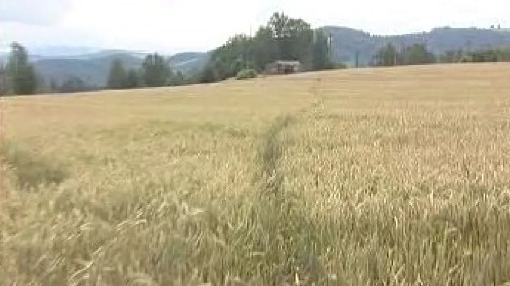 Pěšina v obilí