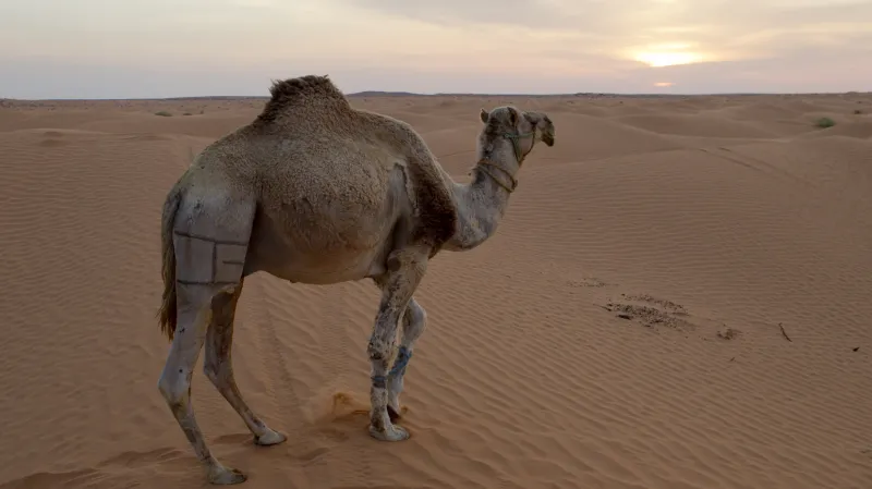 Tunis: Sám na poušti s velbloudem