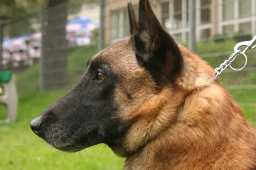 Čeští celníci vycvičí šest psů, kteří poznají člověka s covidem-19