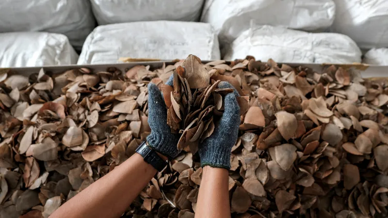 Šupiny luskounů nalezené celníky v Thajsku