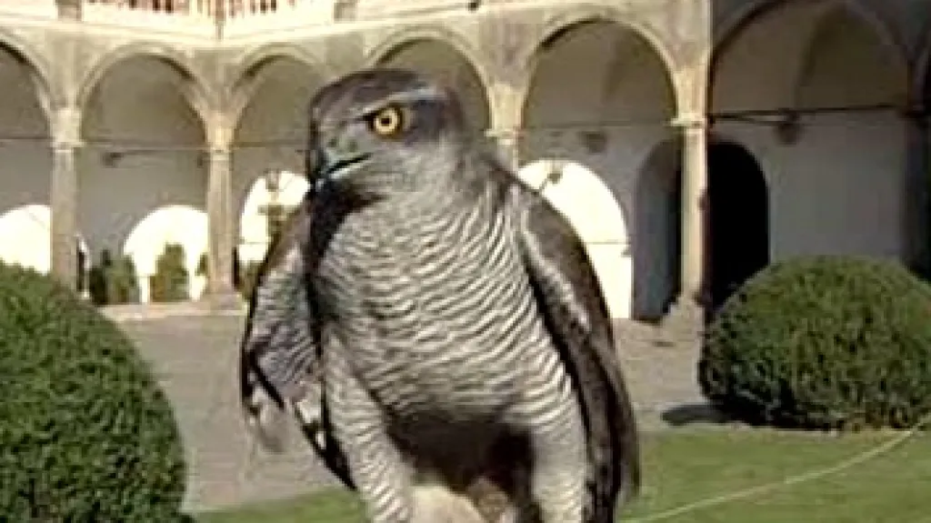 Sokol