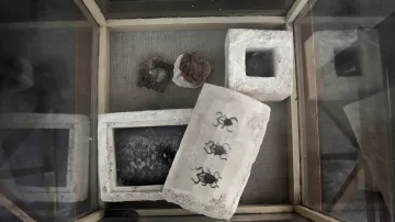 Nálezy ze sedmi nově objevených hrobek v Egyptě