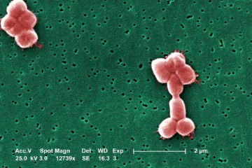 Vědci objevili nový typ antibiotik, která ničí i odolné bakterie