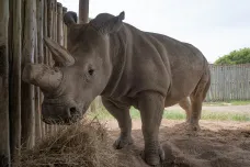 Záchrana nosorožců je o kousek blíž. Vědcům se podařilo vytvořit dvě nová embrya 