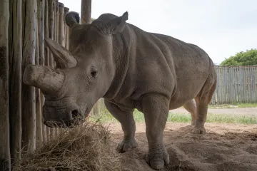 Záchrana nosorožců je o kousek blíž. Vědcům se podařilo vytvořit dvě nová embrya 