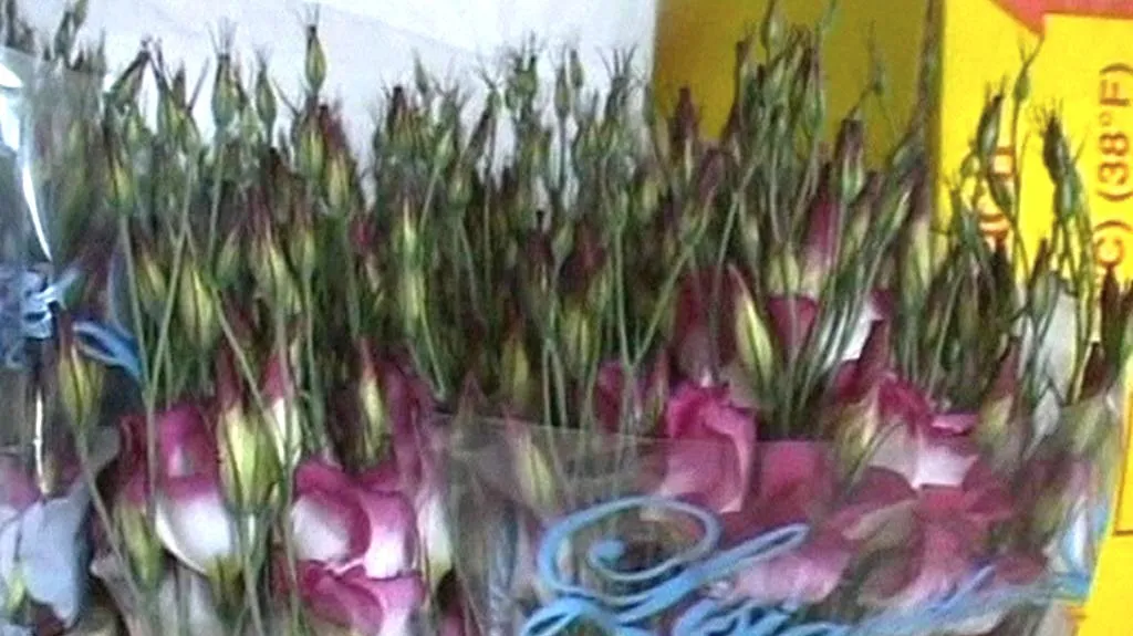 Holandské tulipány