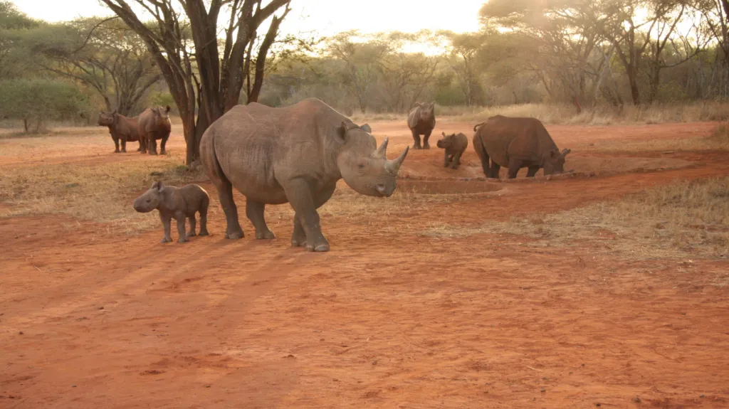 Mláďata nosorožců v Africe