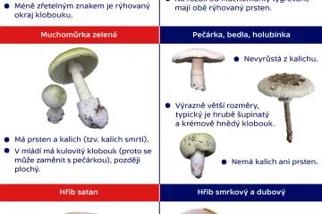 GRAFIKA: Mykologové varují před záměnou jedovatých hub za jedlé. Které se pletou nejčastěji? 
