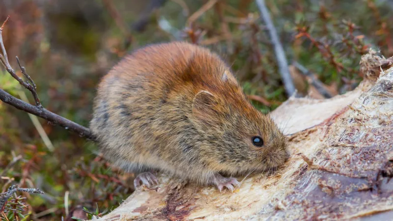 Přenašečem může být například norník tajgový