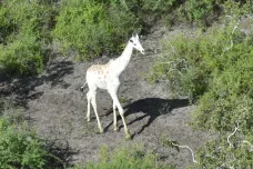 Jedinou bílou žirafu světa hlídá satelit. Ochránci zvířat se bojí útoku pytláků