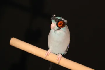 Papoušci prolétající laserovými paprsky by měli způsobit přelom v konstrukci dronů