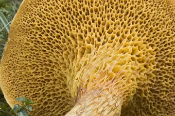 Čeští vědci se podíleli na rozluštění desítek genomů hub