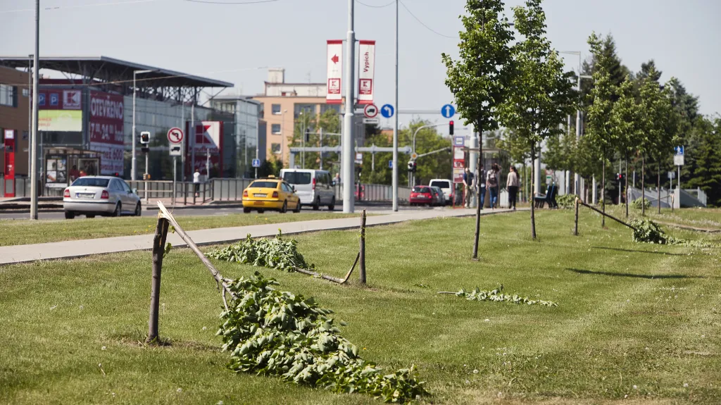 Vandalové ničí stromy v centru města