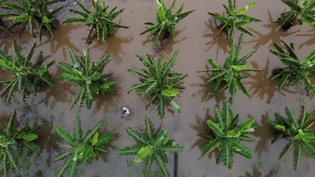 Silné deště měly za následek poničení banánových plantáží v oblasti kolem řeky Solimoes v brazilské Amazonii