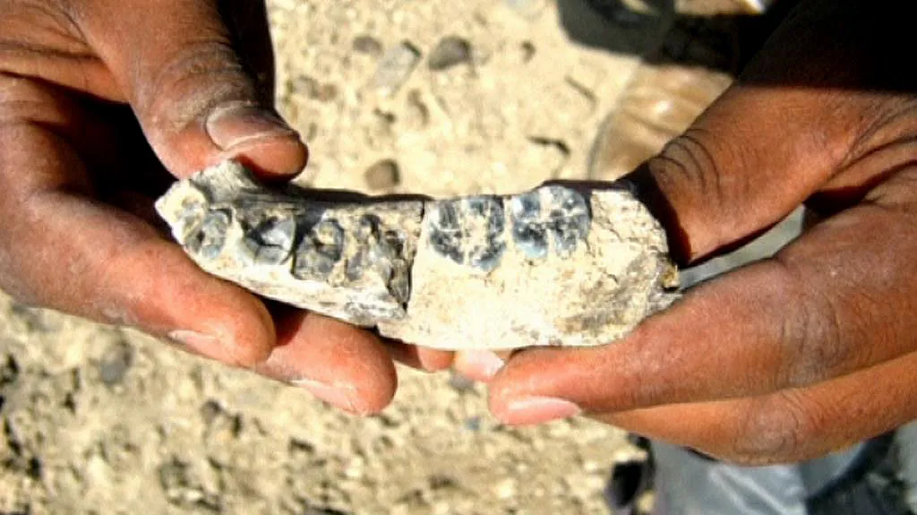 Polovina levé spodní čelisti nalezená paleontology v Etiopii