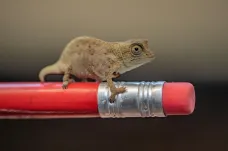 Týden obrazem: Nejmenší chameleon, tank pro děti a klavírní koncert na jeřábu