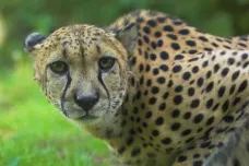 Tři z dvaceti gepardů převezených z Afriky do Indie uhynuli, projekt vyvolává otázky