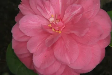 Kvetoucí kamélie zaplnily Květnou zahradu