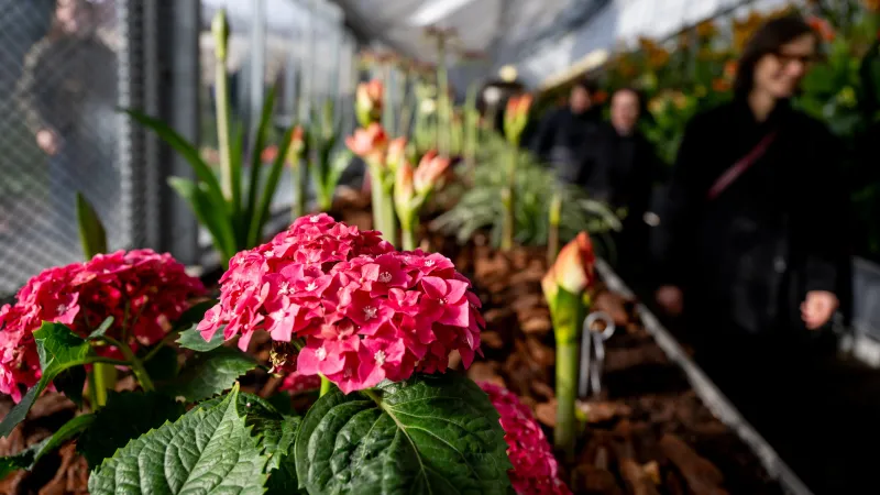 Z výstavy Předjaří: Zahrada malých gest v Královské zahradě