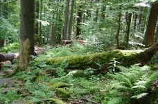 Lesy ČR mohou kácet v Boubínském pralese. Dostaly výjimku kvůli kůrovci