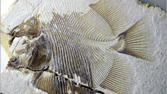 Fosílie Piranhamesodon pinnatomus