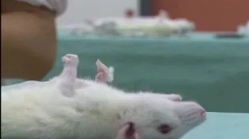 Uspaný potkan před operací
