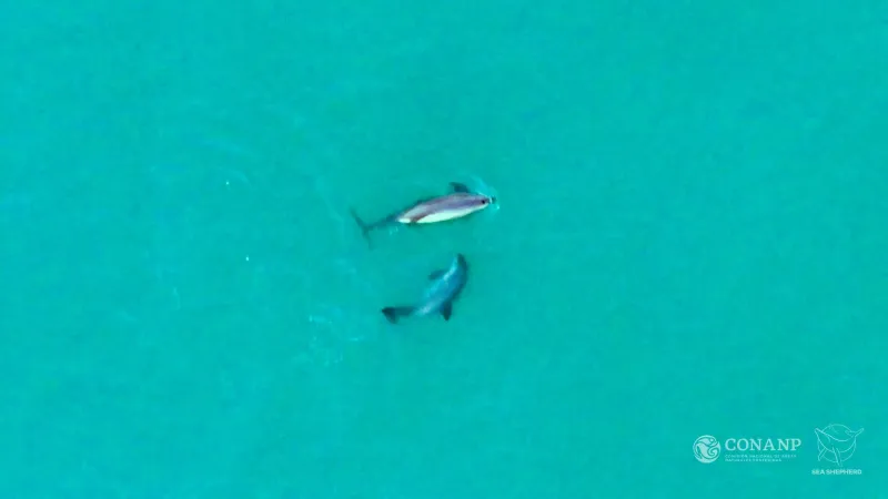 Snímky sviňuch kalifornských z dronů