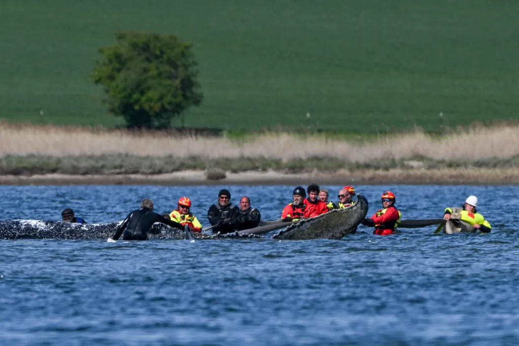 Dobrovolníci pomohli s naložením velryby na speciální nákladní člun