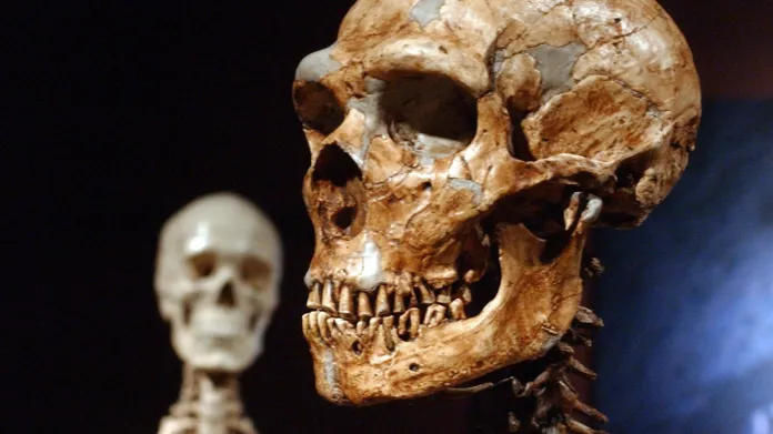 Lebka moderního člověka (vlevo) a neandertálce (vpravo)
