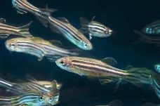Kombinace oteplování a běžných chemikálií zmenšuje ryby. Experti varují před velkým problémem