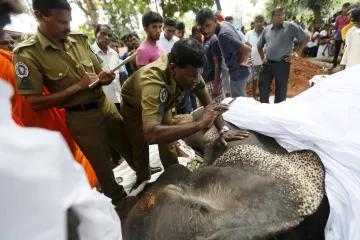Byl velký a všech. Cejlonský slon si za své služby vysloužil majestátní pohřeb