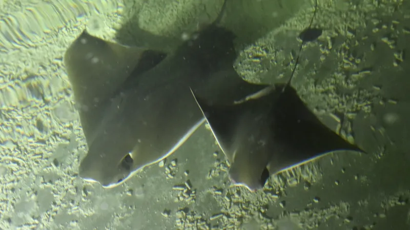 Mládě rejnoka druhu siba ománská ze zlínské zoo (foto ze 7. června 2019)