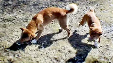 \"Zpívající\" psi našli nový domov ve zlínské zoo