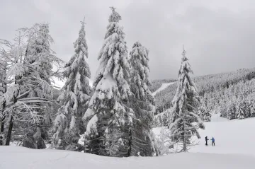 Ministerstvo životního prostředí zatrhlo kácení v Jeseníkách. Vedení CHKO dalo původně dřevorubcům zelenou