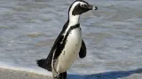 Byl to první druh tučňáka, kterého kdy Evropané viděli.
