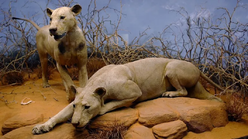 Vycpaní zabijáci z Tsava