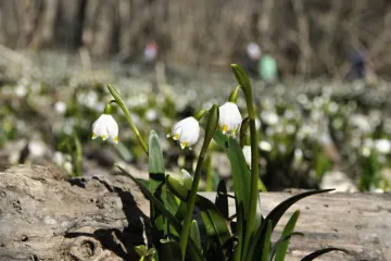 Od začátku meteorologického jara prší v Česku jenom výjimečně a výrazně se to nezlepší