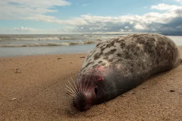 Kaspickému moři klesá hladina. Rusko viní klima, Ázerbájdžán i Moskvu