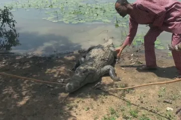 Vesnice, kde místní žijí v symbióze s krokodýly. A jezdí na jejich hřbetu