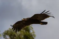 Migrující orli se snaží vyhýbat Ukrajině. Může to ohrozit jejich hnízdění, varuje studie