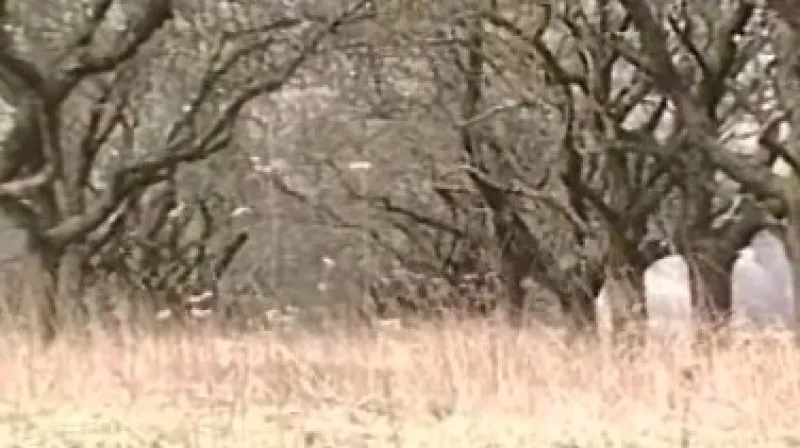 mandloňový sad v Hustopečích